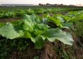 Fruits and Vegetables Expected to Have Availability, Quality Hiccups Following Heatwave