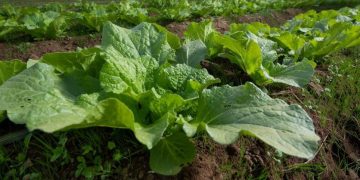 Fruits and Vegetables Expected to Have Availability, Quality Hiccups Following Heatwave