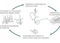 Integrated disease management of powdery mildew in cereals