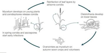 Integrated disease management of powdery mildew in cereals