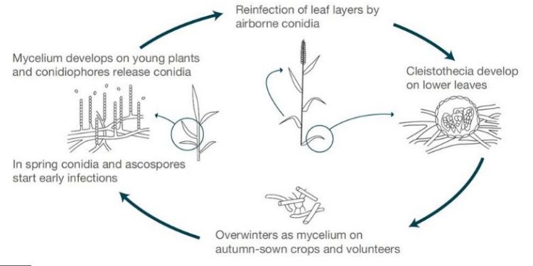 Integrated disease management of powdery mildew in cereals