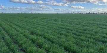 Australian Grain Market Trends: Price Movements and Regional Insights for July 2024