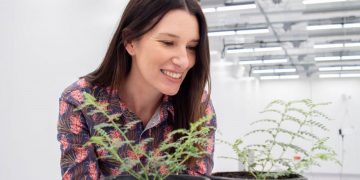 Advancing Chickpea Varieties for Heat Resilience: A Groundbreaking Research Initiative