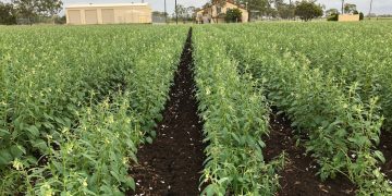 Queensland’s Commitment to Sesame Industry Growth