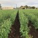 Queensland’s Commitment to Sesame Industry Growth