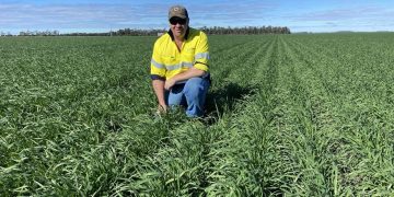 Feedgrain Focus: Growers Go Cold in Sagging Market