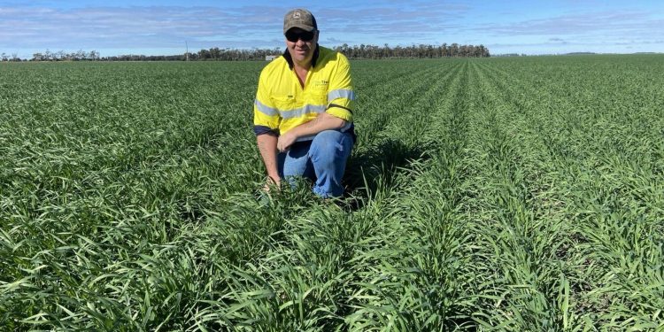 Feedgrain Market Slumps Amid Northern Hemisphere Harvest Pressure