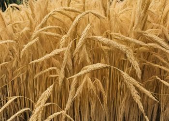 Phyllosphere bacterial biocontrol agents for the suppression of rice foliar diseases