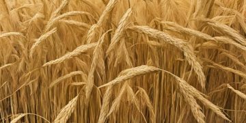 Phyllosphere bacterial biocontrol agents for the suppression of rice foliar diseases
