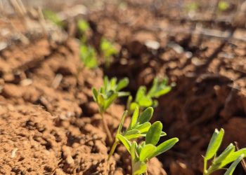 Australian Chickpea and Lentil Exports Surge in May