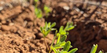 Australian Chickpea and Lentil Exports Surge in May