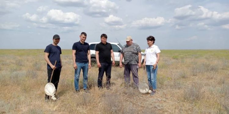 Kalmykia Continues Battle Against Locust Pests