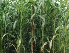 Dhurrin content and biomass yield in sorghum hybrids throughout plant growth cycle