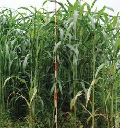 Dhurrin content and biomass yield in sorghum hybrids throughout plant growth cycle