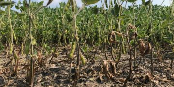 Resistance to Phytophthora sojae: a main tool of control of this disease