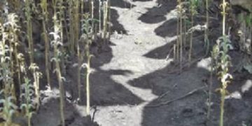 Sunflower broomrape: a life cycle and broomrape infestation in sunflower (part I)