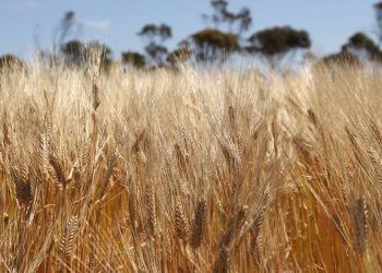 Australian Barley and Sorghum Exports Surge in May