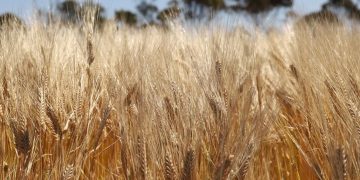 Australian Barley and Sorghum Exports Surge in May