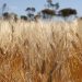 Australian Barley and Sorghum Exports Surge in May