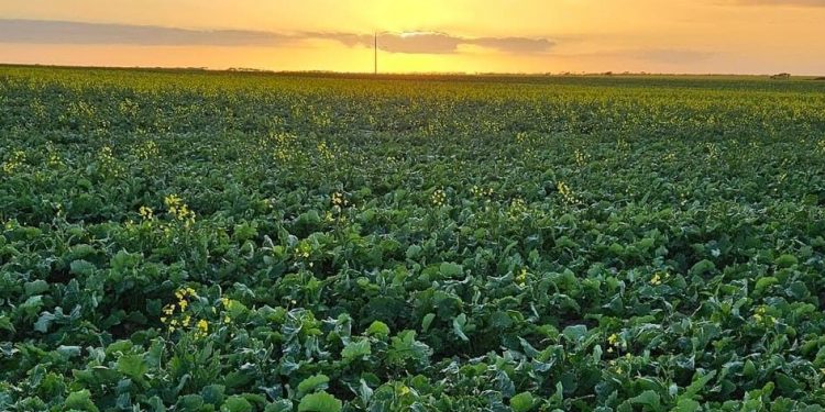 Australia’s Canola Export Surge: A Look at May 2024’s Market Trends
