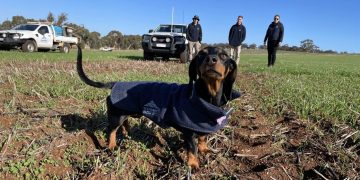 GIWA Forecasts WA Crop at 16.3Mt After Welcome Rain