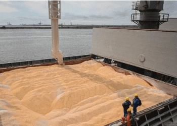The Surge in Ukrainian Wheat Imports: Implications for Vietnam’s Agricultural Sector