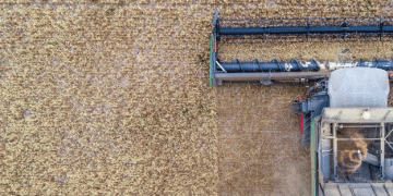 Brandenburg’s Grain Cultivation Decline: Insights and Implications for 2024