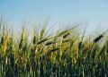 EU Wheat Production Set to Decline in MY 2024/25