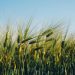 EU Wheat Production Set to Decline in MY 2024/25