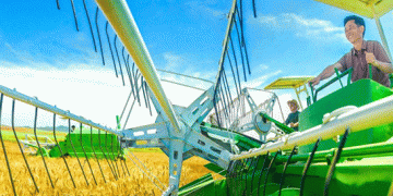 Wheat Cultivation Surge in China: Record Yields and Tech Advances in 2024