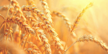 Wheat Prices Under Pressure Despite French Harvest Concerns