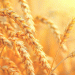 Wheat Prices Under Pressure Despite French Harvest Concerns