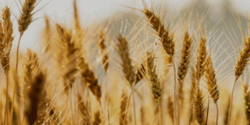 Rye Planting in High-Altitude Fields of Jeongseon: A Natural Solution to Prevent Soil Erosion and Nutrient Loss