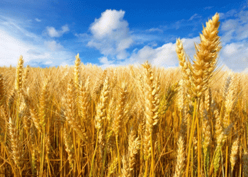 Russia’s Strategic Release of Grain Reserves: What It Means for the Agricultural Sector