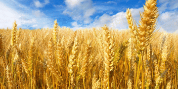 Russia’s Strategic Release of Grain Reserves: What It Means for the Agricultural Sector