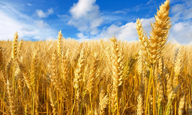 Russia’s Strategic Release of Grain Reserves: What It Means for the Agricultural Sector