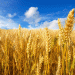 Russia’s Strategic Release of Grain Reserves: What It Means for the Agricultural Sector