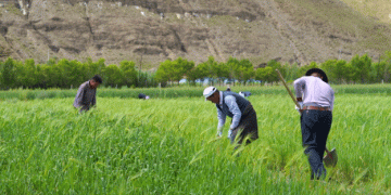Revitalizing Xizang’s Highland Barley Industry: 30 Years of Shandong’s Support