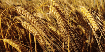 Malting Barley Harvest Insights: Progress, Quality, and Sustainability Goals