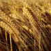 Malting Barley Harvest Insights: Progress, Quality, and Sustainability Goals