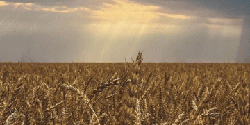 Only 25% of Russia’s 2024 Wheat Harvest Qualifies as Grade 3: A Sign of the Season’s Challenges