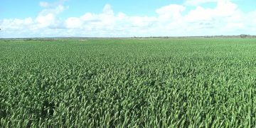 Domestic Feedgrain Values Decline Amidst Global Price Weakness and Anticipated Bumper Harvest