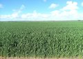 Domestic Feedgrain Values Fall Amidst Weaker Global Prices and Anticipated Big Crop