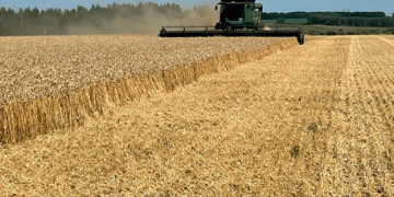 Tambov Farmers Harvest Over Two Million Tons of Grain: A Testament to Regional Agricultural Prowess