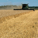 Tambov Farmers Harvest Over Two Million Tons of Grain: A Testament to Regional Agricultural Prowess