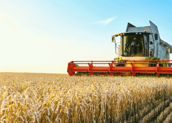 China Grain Reserves Corporation to Expand Wheat Procurement in 2024: Implications for Farmers and the Agricultural Sector