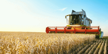 China Grain Reserves Corporation to Expand Wheat Procurement in 2024: Implications for Farmers and the Agricultural Sector