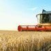 China Grain Reserves Corporation to Expand Wheat Procurement in 2024: Implications for Farmers and the Agricultural Sector
