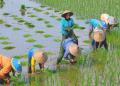 Surplus Rice Production in Indonesia: What the 2024 La Niña Forecast Means for Farmers
