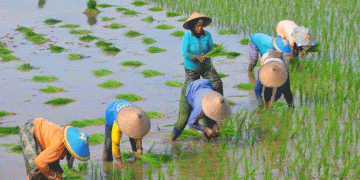 Surplus Rice Production in Indonesia: What the 2024 La Niña Forecast Means for Farmers